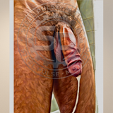 Erotic Art Print | Male Nude Close-Up | Explicit NSFW Art | Raw Masculine Detail | 4 Sizes